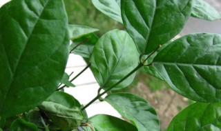 茉莉花叶子变黑咋回事改咋办(茉莉花叶子变黑是怎么回事)