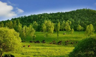 如何保护生态环境(如何保护生态环境推动经济可持续发展)