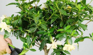 栀子花为什么只长叶子不开花（栀子花为啥只长叶子不开花）