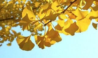 银杏树产地 银杏树产地别名