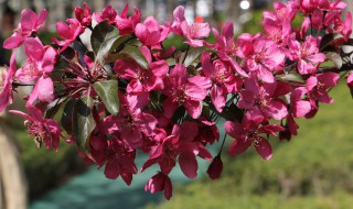 海棠花的叶子边缘干枯是什么原因（海棠花的叶子边缘干枯是什么原因引起的）