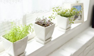 植物分为几大类(植物分为几大类科)