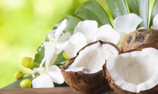 椰子种类 椰子种类有哪些