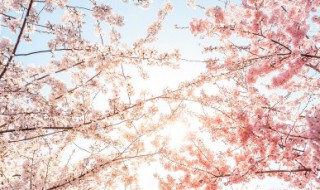 樱花的花期一般有几天（樱花的花期有几天?）