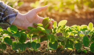 水分在植物生命活动中有哪些作用（水在植物的生命活动中具有重要作用）