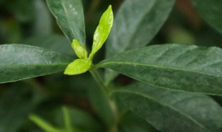 栀子花的叶子发黑了什么原因（栀子花的叶子发黑是什么原因）