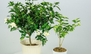 栀子花叶子发黄长斑掉叶怎么办（栀子花叶子发黄掉叶子怎么办）