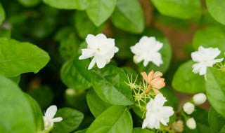 茉莉花叶子发黄干枯怎么处理（夏天茉莉花叶子发黄干枯掉叶子怎么办）