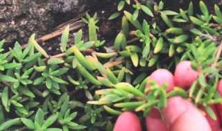 有一种植物叫天竺少女是什么植物（天竺少女植物的花语）