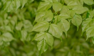 幸福树的养护（幸福树的养护技巧）