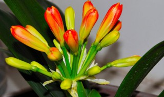 君子兰的养殖 君子兰的养殖方法怎么浇水