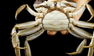 大闸蟹养殖 大闸蟹养殖成本和利润