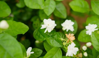 茉莉花茶的茶叶是什么植物的叶子（茉莉花茶的茶叶是什么植物的叶子图片）