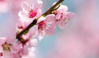 樱花几月开的最旺盛 樱花几月开得最旺盛