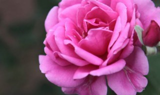 家里种月季花吉利吗（家里种月季花好吗?）