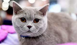 猫咪为什么喜欢会动的东西（猫为什么喜欢动来动去的东西）