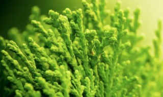 世界上最早出现的植物是哪种植物（世界上最早出现的植物是哪种植物图片）