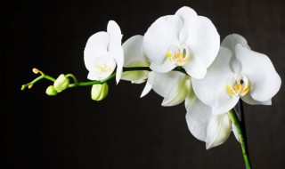 兰花叶子发黄枯萎怎么办 兰花叶子枯黄了怎么办