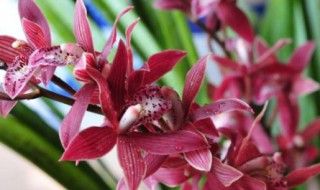 墨兰叶子尖发黄干枯怎么补救 墨兰叶子枯黄怎么处理