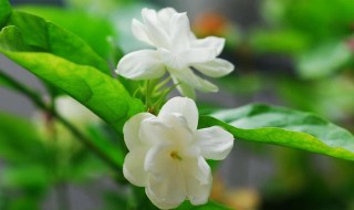 非洲茉莉叶子发黄脱落怎么办(非洲茉莉黄叶掉叶怎么办)