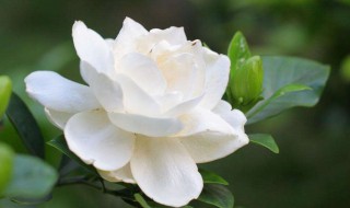 栀子花的叶子打卷怎么办啊（栀子花叶蔫了打卷了怎么办）