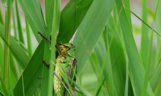 北方粽叶是什么植物的叶子(北方粽叶是什么植物的叶子图片)