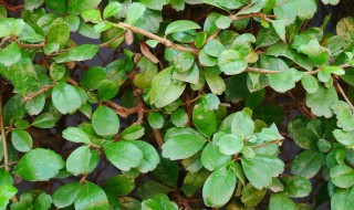 铁线蕨叶子发黄有枯萎怎么办 铁线蕨叶子发黑枯萎