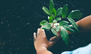 单子叶植物和双子叶植物的区别 单子叶植物和双子叶植物的区别是什么