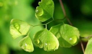 叶子呈桃心状的绿色植物是什么 叶子呈桃心状的绿色植物是什么植物