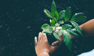 绿色植物叶子脏怎么处理 如何清理植物叶子