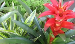 果子蔓的养殖方法和注意事项 果子蔓能室内养不