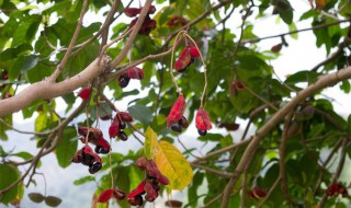 苹婆的养殖方法和注意事项 苹婆生长环境