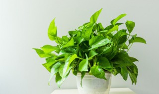 家里的绿植叶子发黄怎么办（家庭绿植叶子发黄）