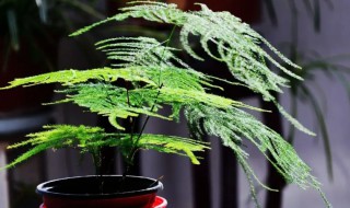 文竹的繁殖方法有哪些（文竹繁殖技术）