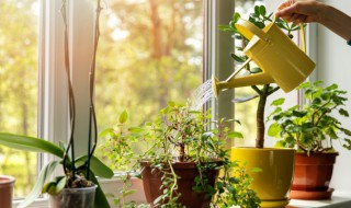 用什么水浇植物叶子绿（花浇什么叶子绿）