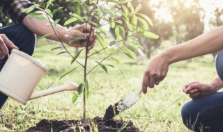 盆栽树类植物有哪些（树木盆景常用的植物种类）