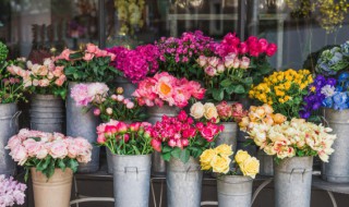 牡丹的繁殖法扦插在几月进行 牡丹花几月插扦为宜?