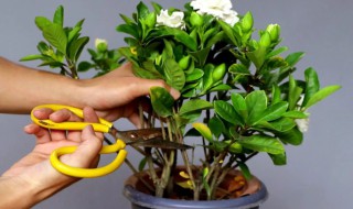 新买的小叶栀子花怎么养（刚种下的小叶栀子花怎么养活）