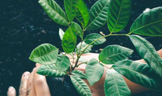 被子植物是不是就是双子叶植物 被子植物是双子叶吗