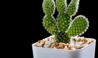 叶仙是什么植物(叶仙是什么植物长得什么样子)