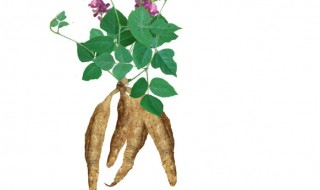 葛根有哪些繁殖方法（葛根可以用种子繁殖吗）