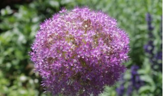 种球花卉有哪些(种球花卉有哪些,三四月可以种的)