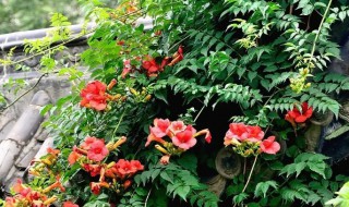 院子里种凌霄花吉利吗 有别墅院子里种凌霄花的吗