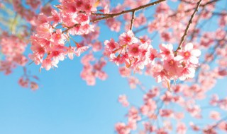 樱花几月开花 樱花几月开花花期