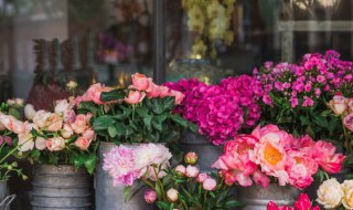 小木槿的扦插繁殖方法（小木槿怎么扦插）