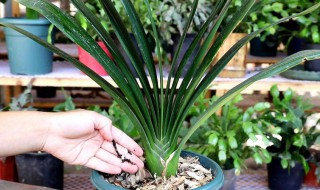 养君子兰的注意事项 养君子兰的方法和注意事项