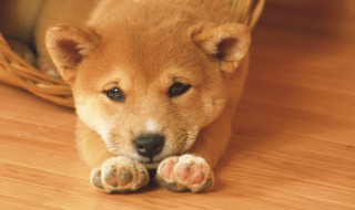 领养一只1岁多的狗狗要注意什么 一岁半的狗狗领养好嘛