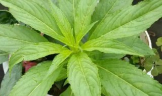 凤仙花叶子蔫怎么回事(凤仙花叶子蔫了什么原因)