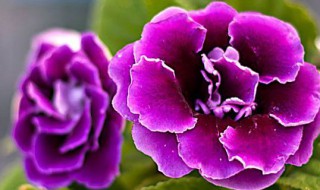 大岩桐扦插繁殖方法 大岩桐花扦插培育方法