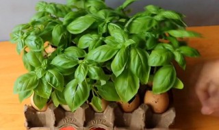 罗勒的养殖方法和注意事项（罗勒的种植方法和注意事项）